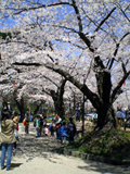 千秋公園