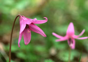 カタクリの花