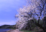 田沢湖・かすみ桜