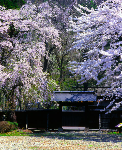 国際タクシー公式ページ 春の秋田観光企画 角館 田沢湖 春の花巡りの旅キャンペーン