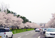 大潟村・菜の花ロード